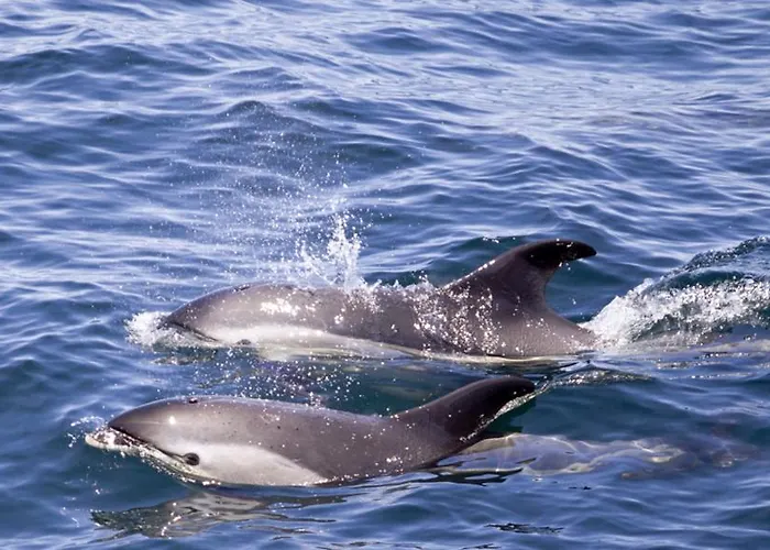 Cristianos - San Telmo Arona (Tenerife)
